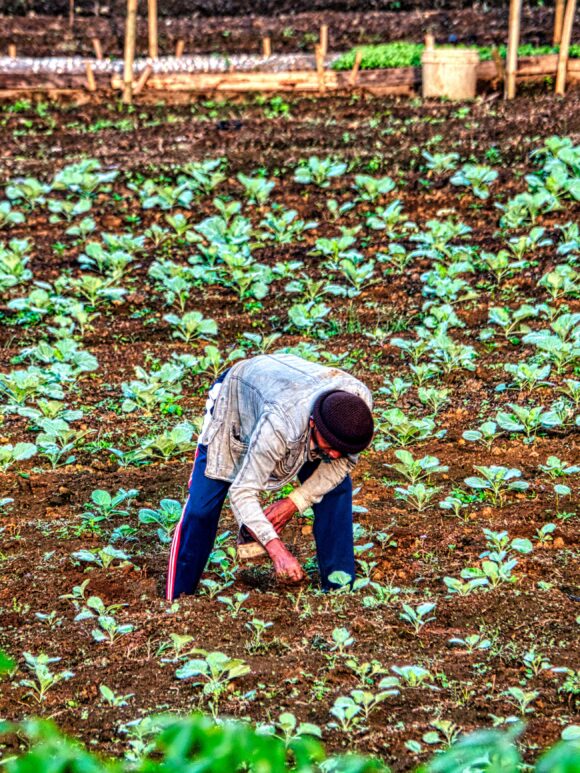 Dlaczego żywność ekologiczna od rolnika jest lepsza?