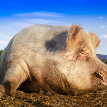 odchudzanie odchudzanie